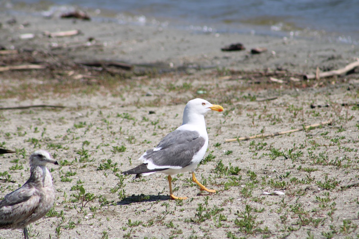 Yellow-footed Gull - ML617748215