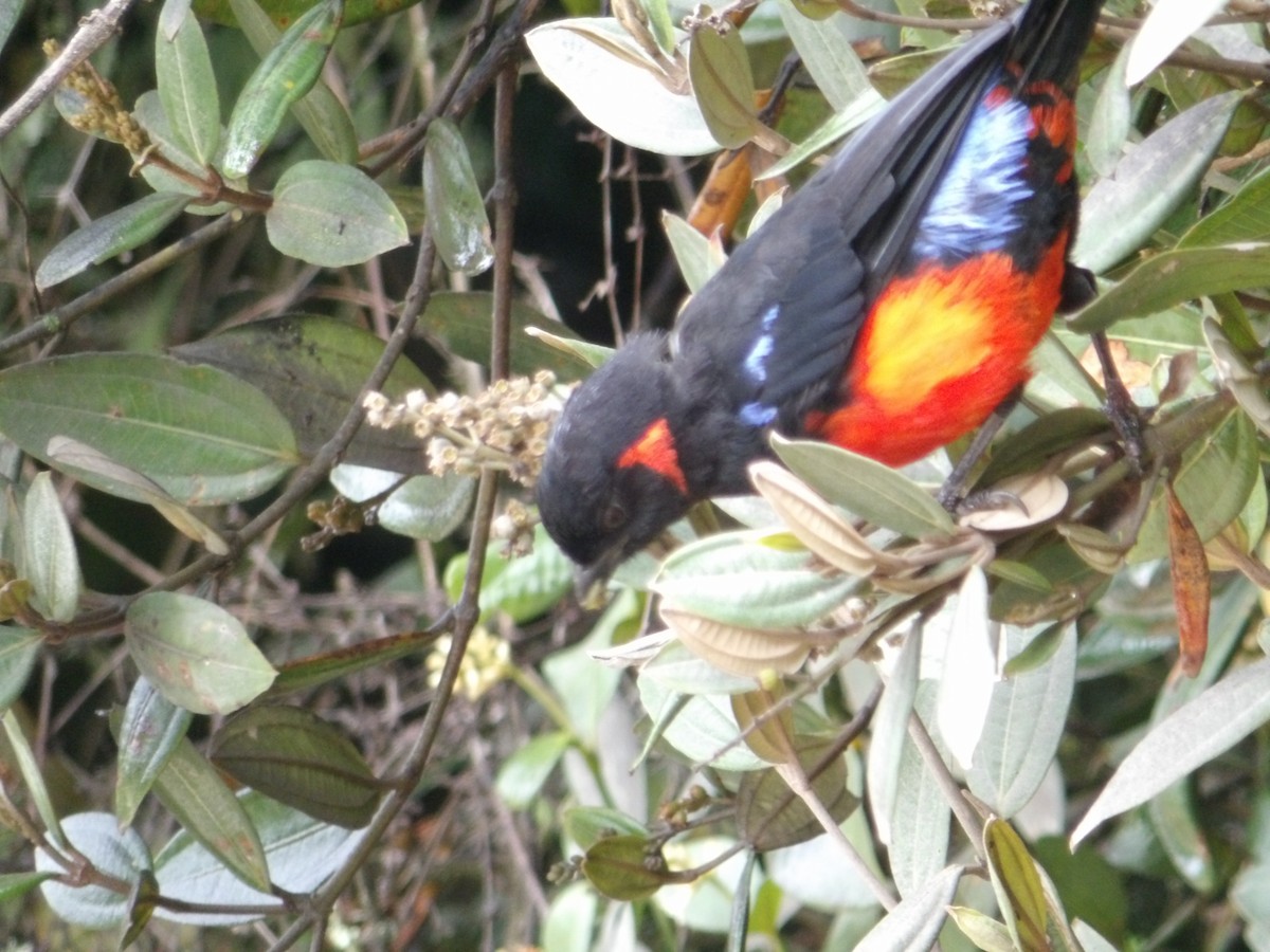 Scarlet-bellied Mountain Tanager - ML617748230