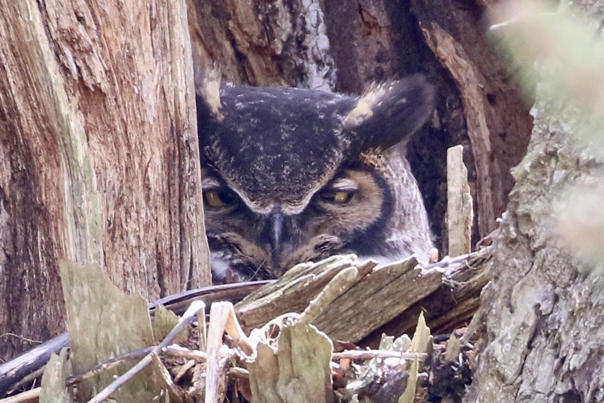 Great Horned Owl - Trudy Rottino