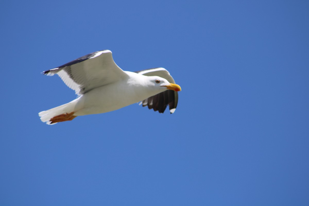 Yellow-footed Gull - ML617748327