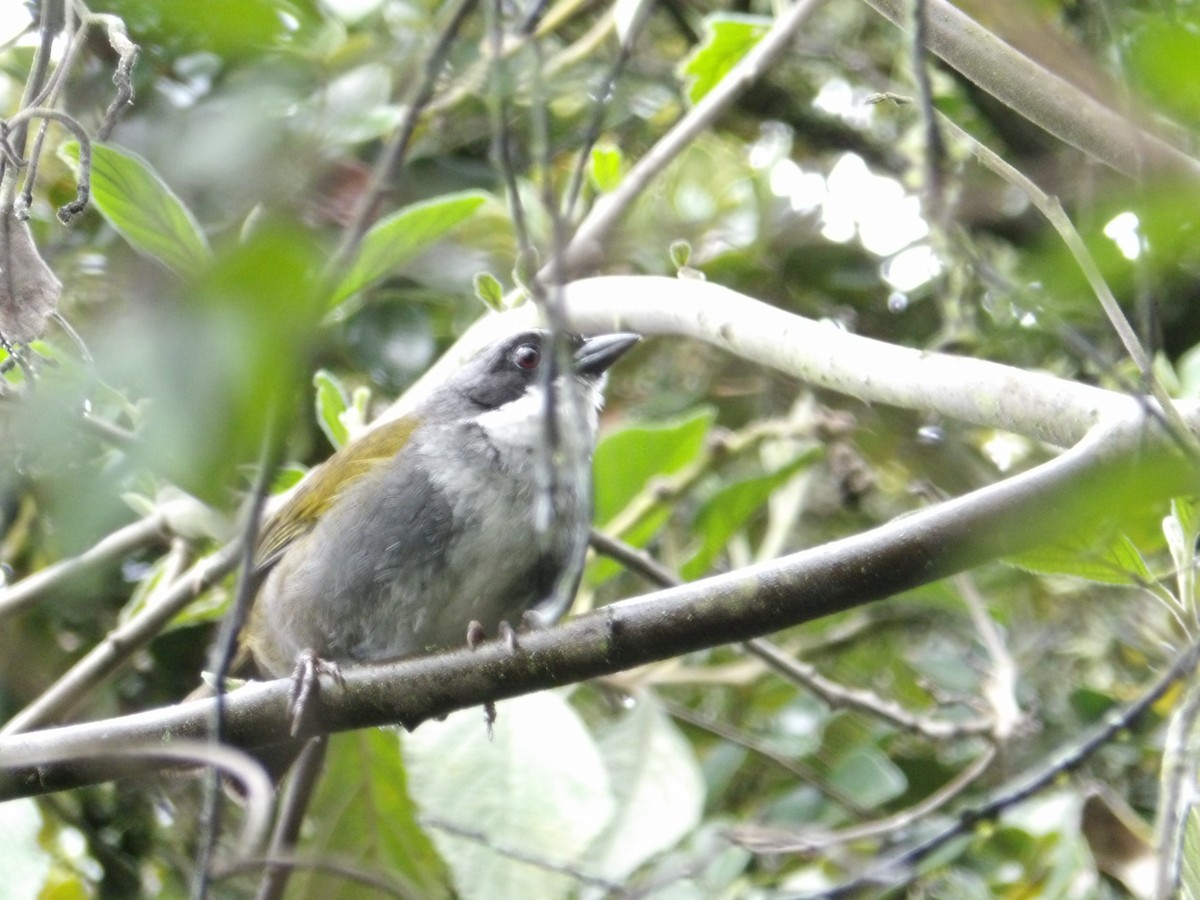 Gray-browed Brushfinch - Vicente Rodriguez