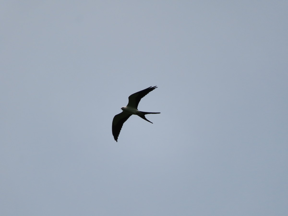 Swallow-tailed Kite - ML617748401