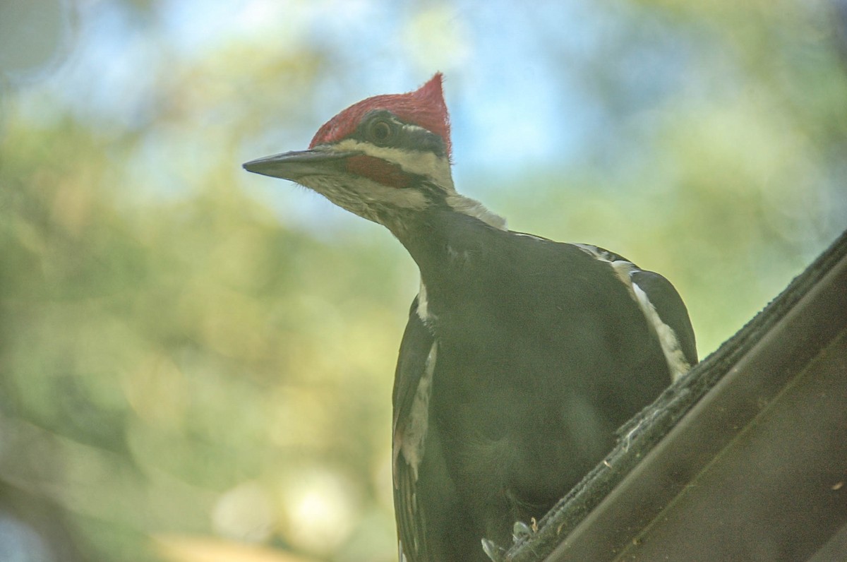 Pileated Woodpecker - Steven Hall