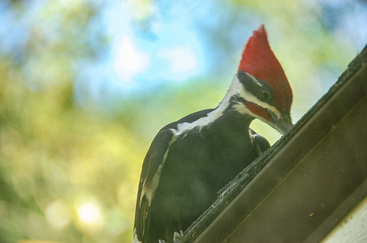 Pileated Woodpecker - ML617748420