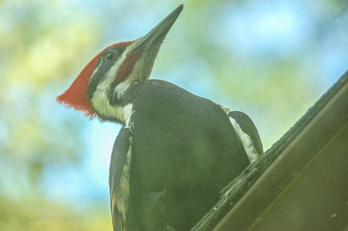 Pileated Woodpecker - ML617748421