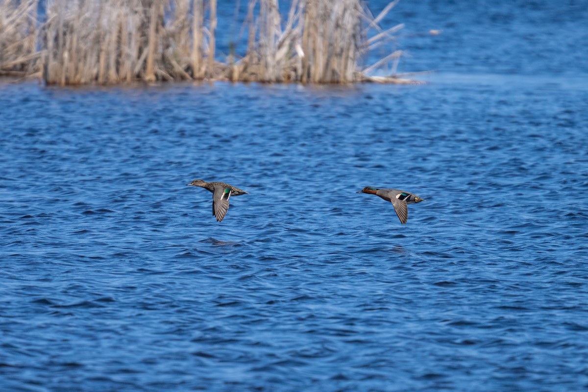 Green-winged Teal - ML617748429