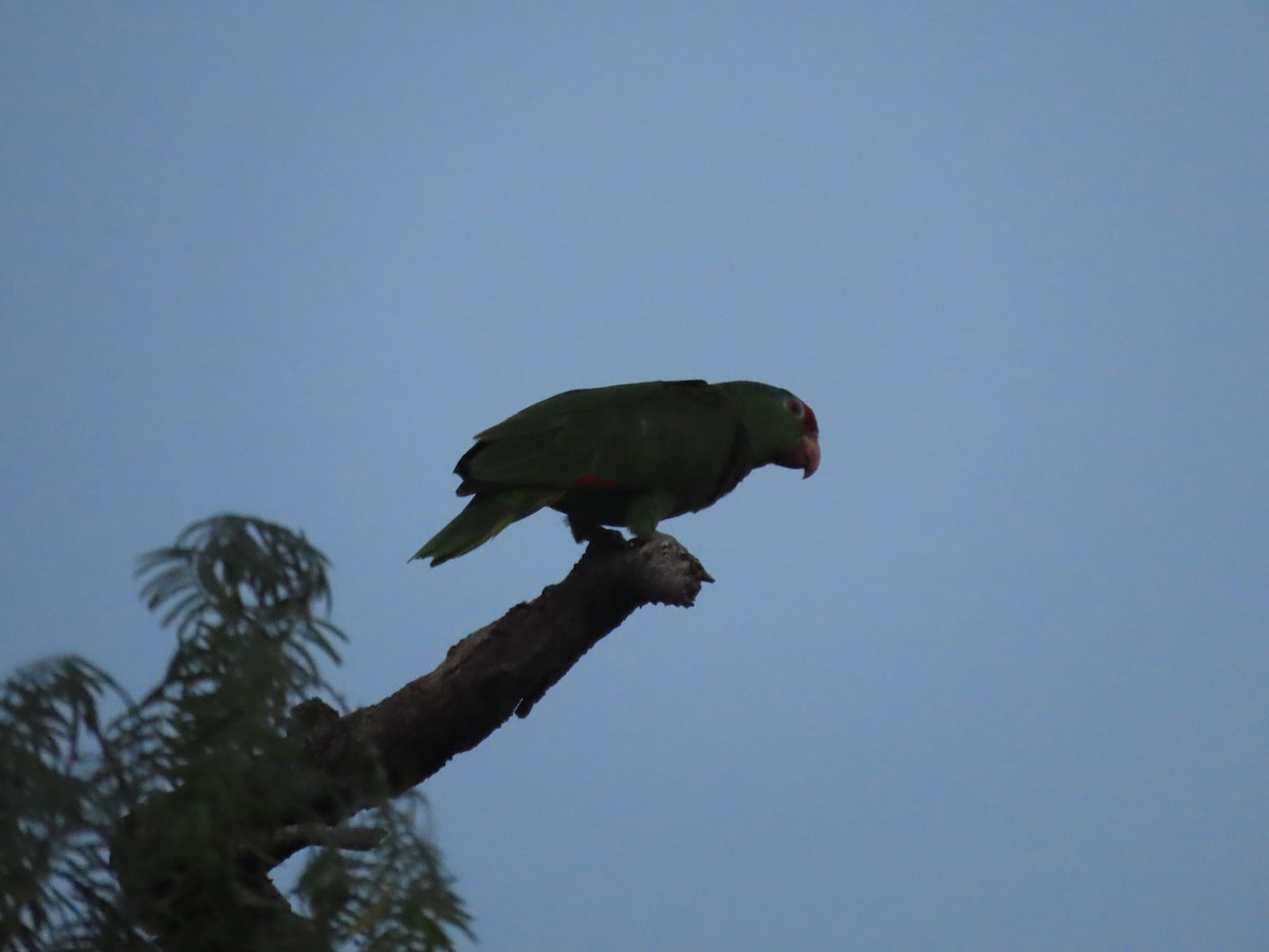Red-crowned Parrot - ML617748438