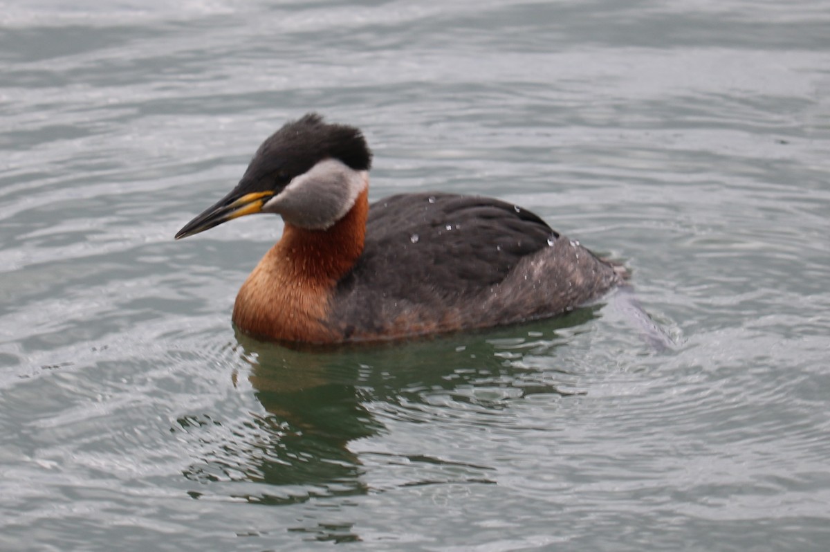 Red-necked Grebe - ML617748448