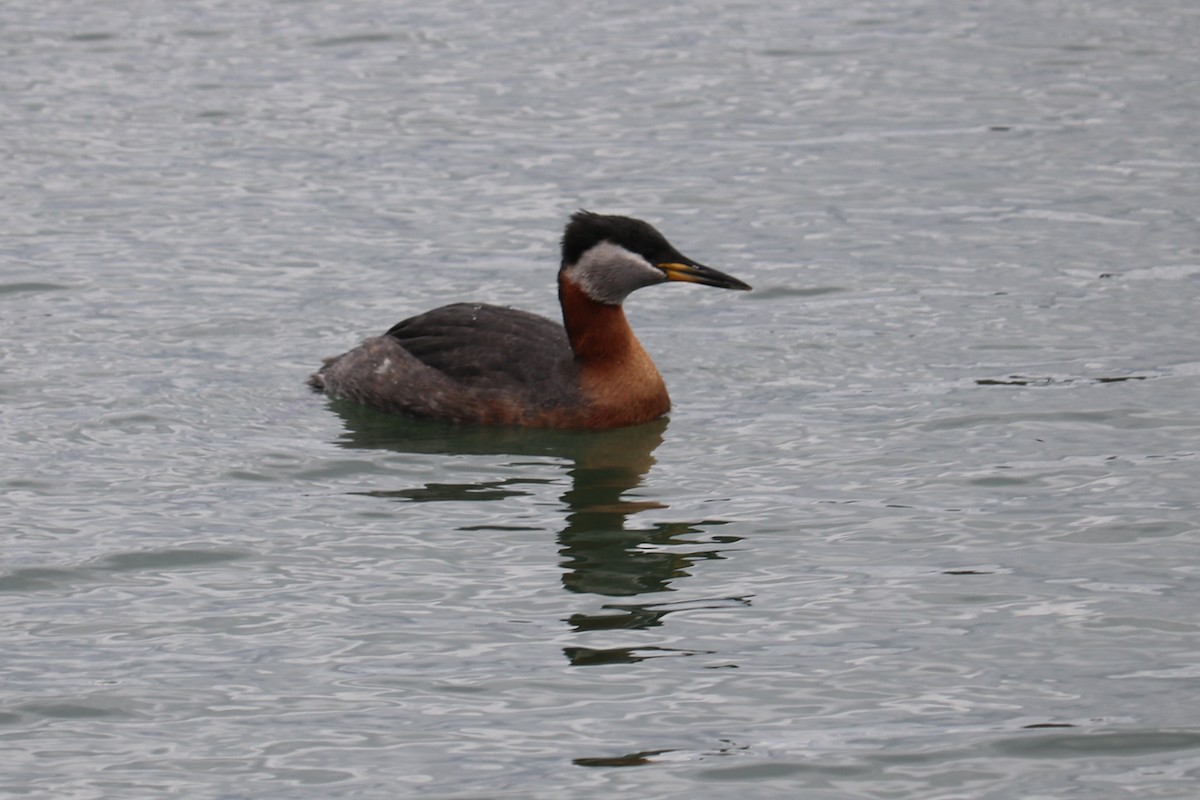 Red-necked Grebe - ML617748449