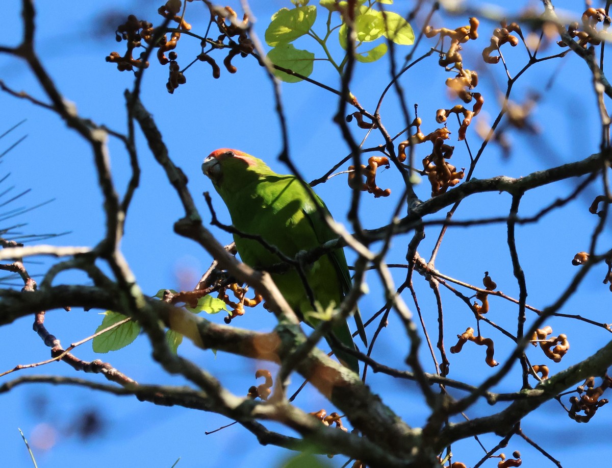 Pileated Parrot - ML617748464