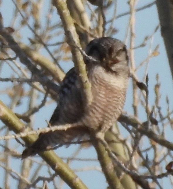Northern Hawk Owl - Richard Buist