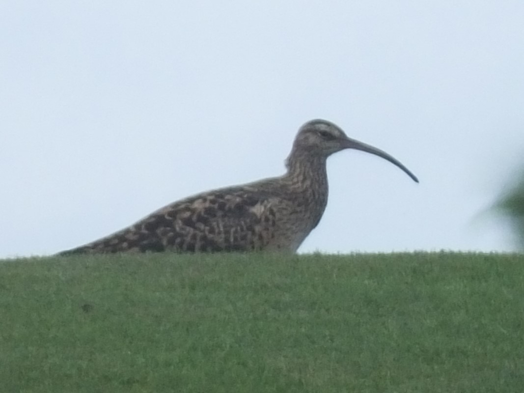 Bristle-thighed Curlew - ML617748553