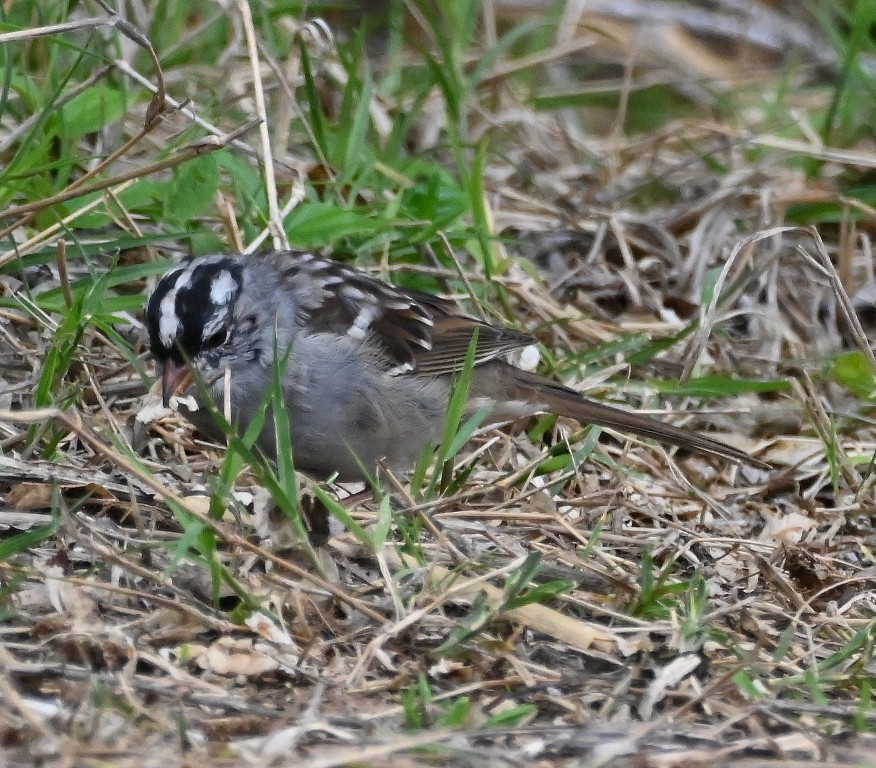 White-crowned Sparrow - ML617748587