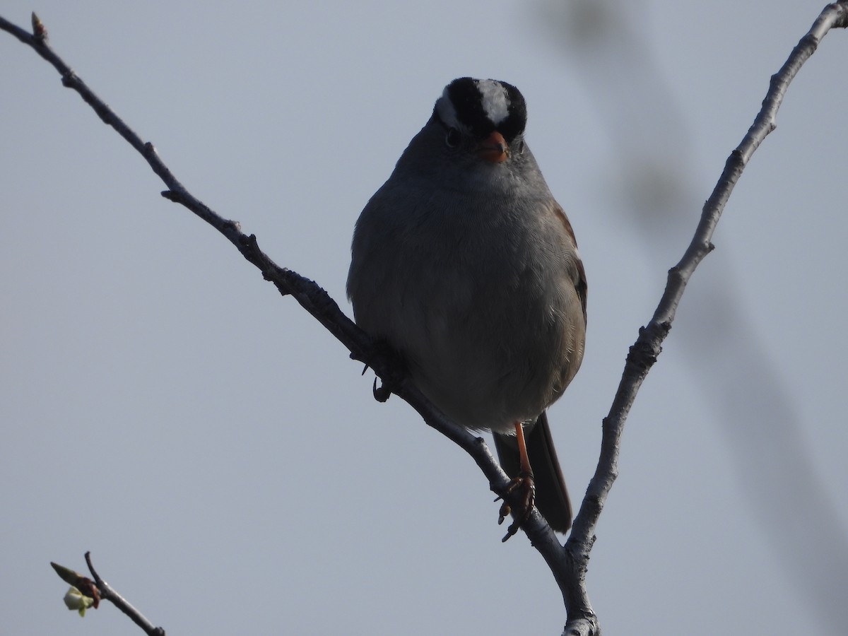 White-crowned Sparrow - ML617748635