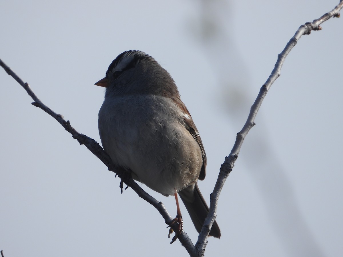 White-crowned Sparrow - ML617748636
