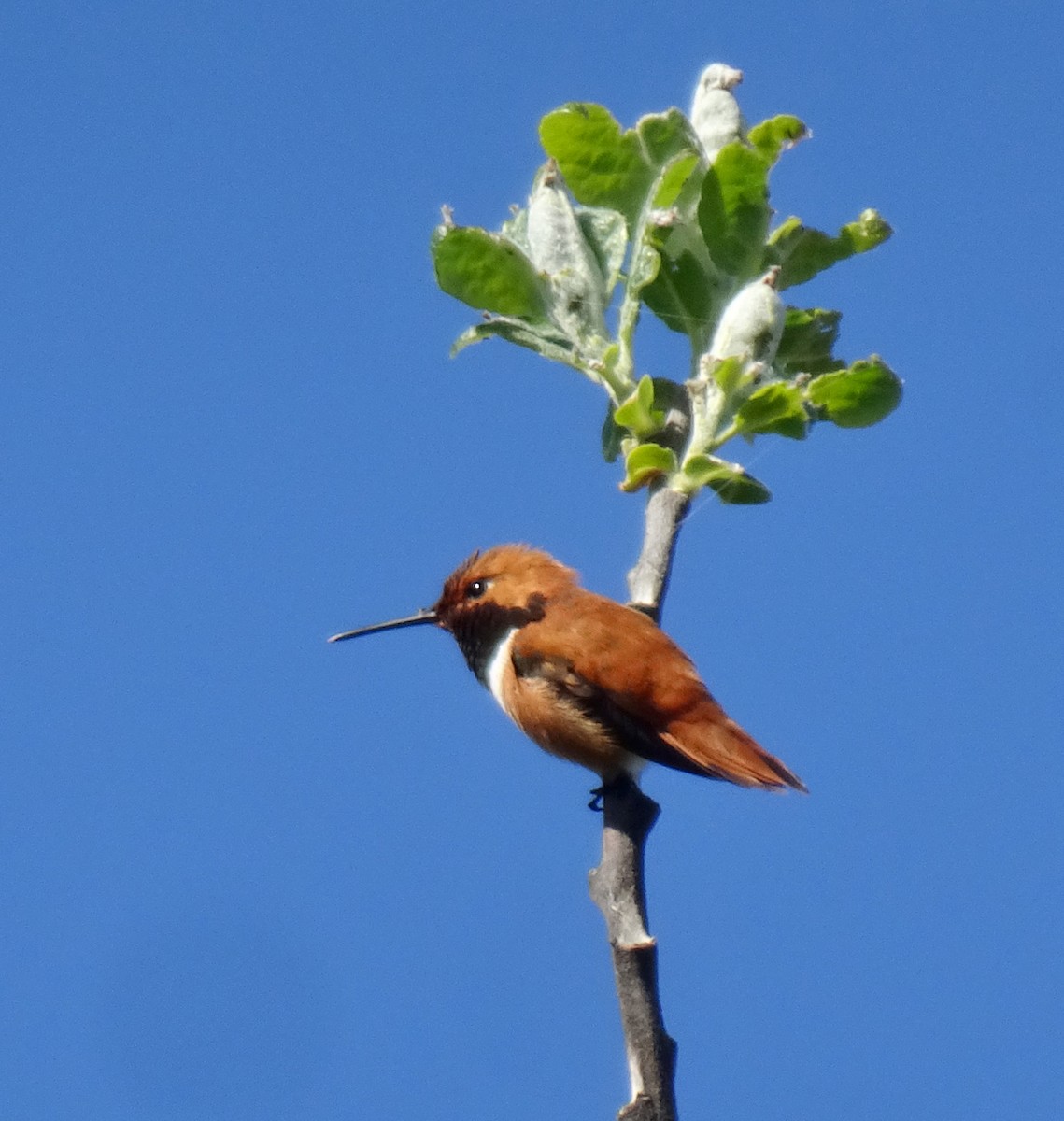 Rufous Hummingbird - Caryn Fehr