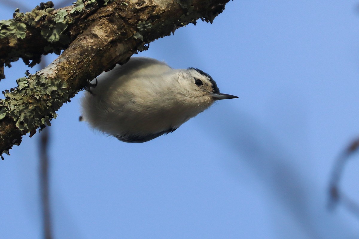 White-breasted Nuthatch - ML617748785