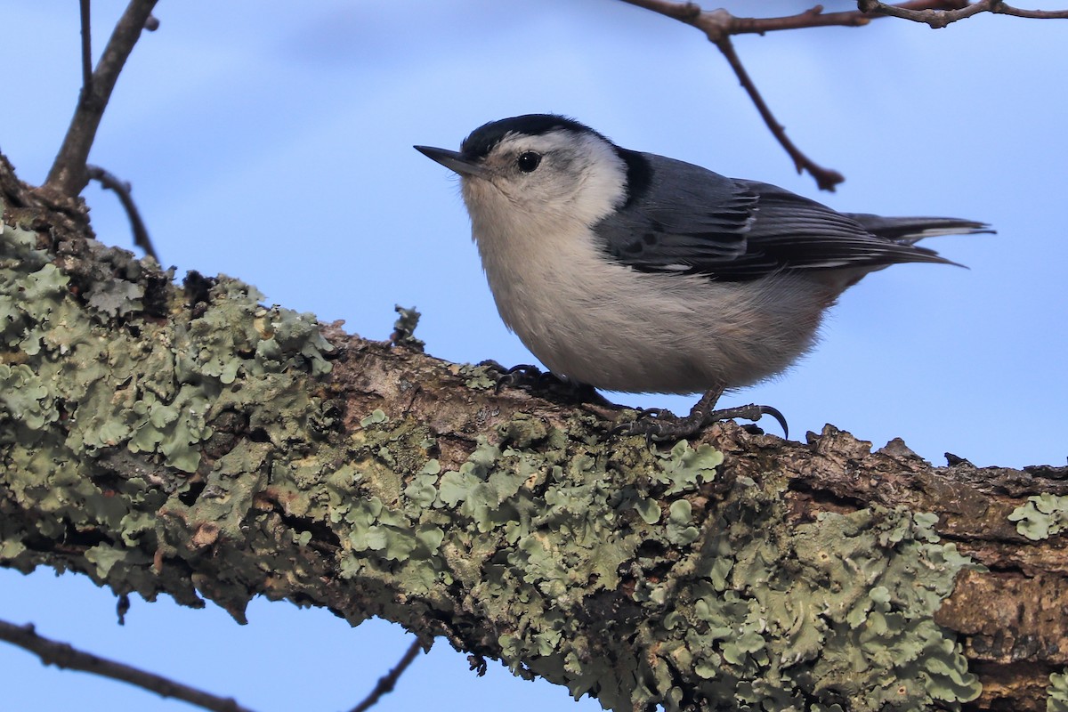 White-breasted Nuthatch - ML617748786
