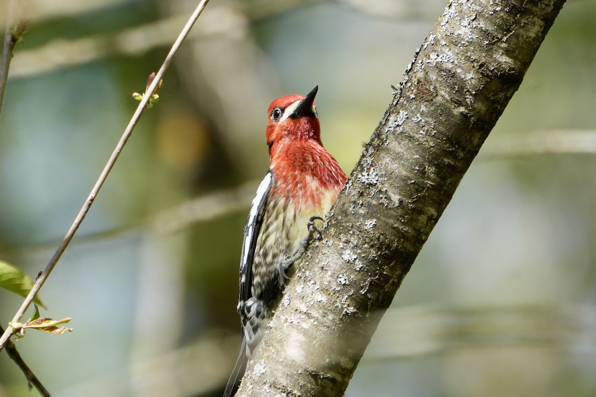 Red-breasted Sapsucker - ML617749029