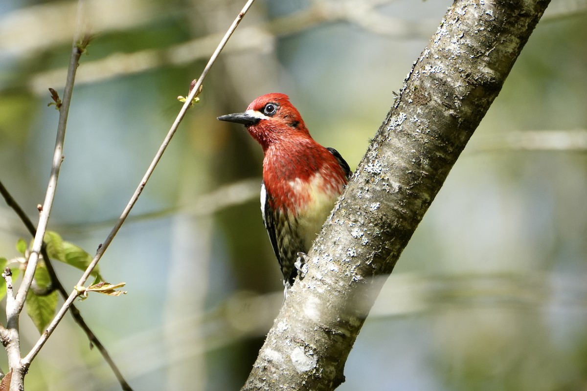Red-breasted Sapsucker - ML617749030