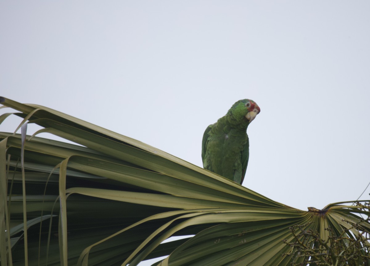 Red-crowned Parrot - ML617749040