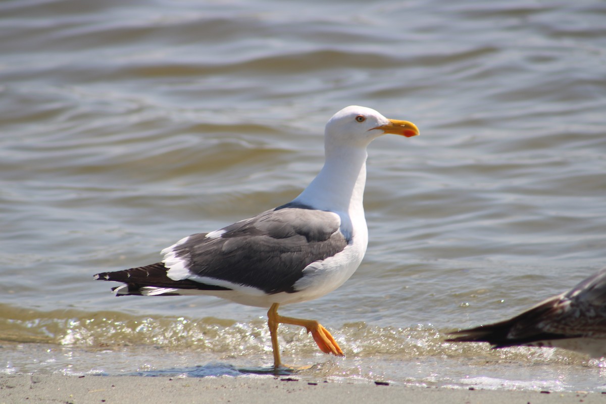 Yellow-footed Gull - ML617749191