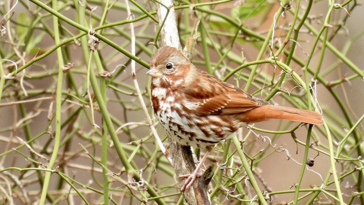 Fox Sparrow (Red) - ML617749300