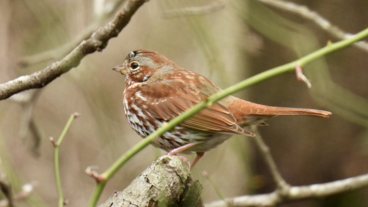 Fox Sparrow (Red) - ML617749306