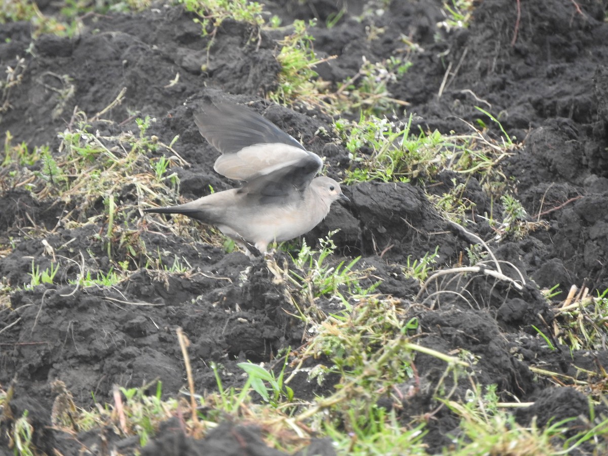 Black-winged Ground Dove - ML617749501