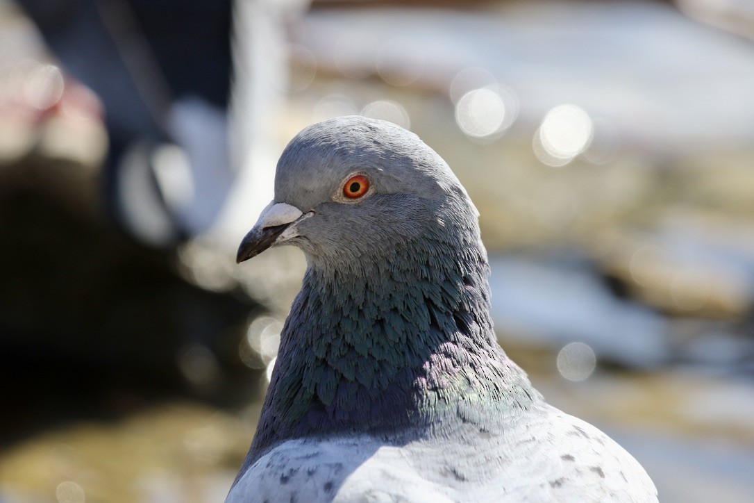 Rock Pigeon (Feral Pigeon) - ML617749520