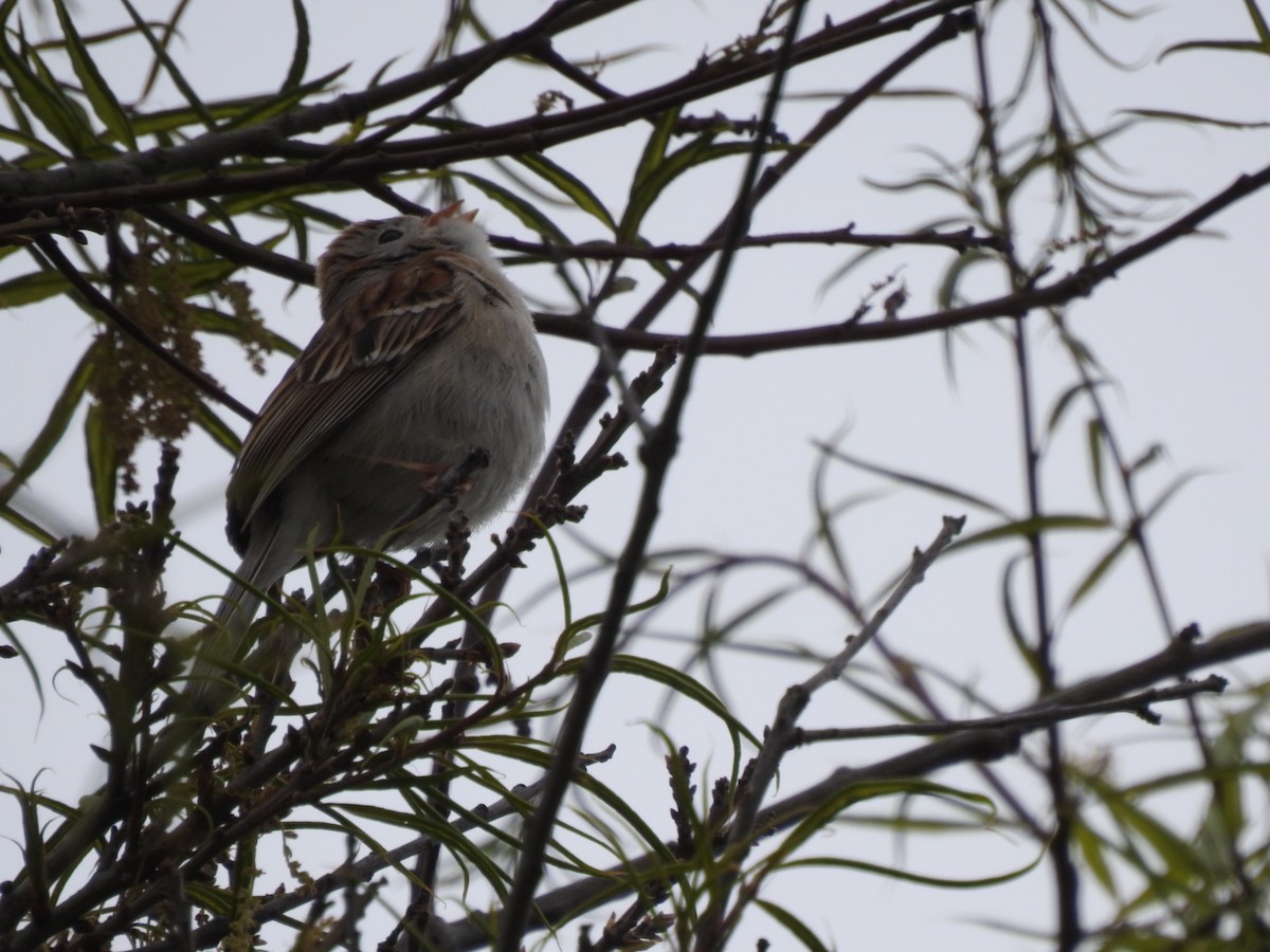 Field Sparrow - ML617749521