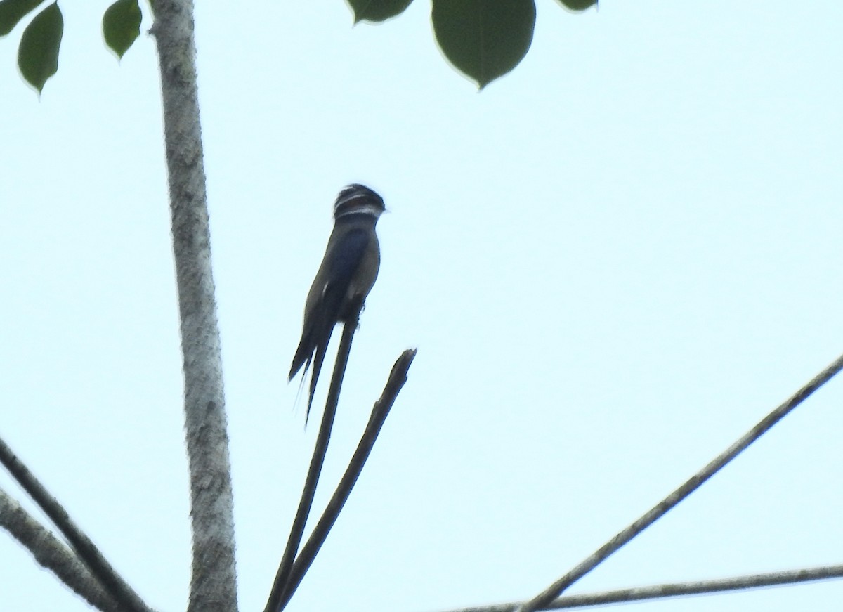 Whiskered Treeswift - YM Liew
