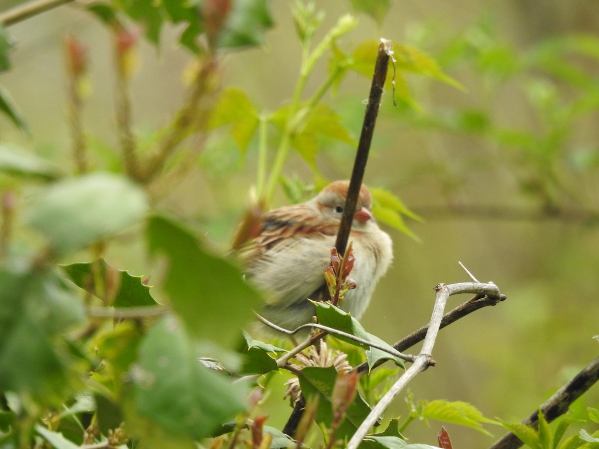 Field Sparrow - ML617749559