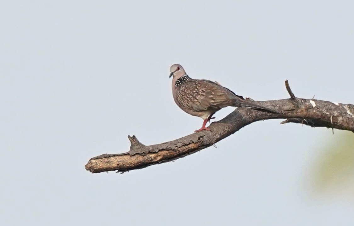 Spotted Dove - ML617749565