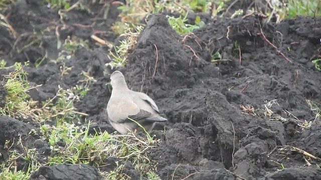 Black-winged Ground Dove - ML617749572