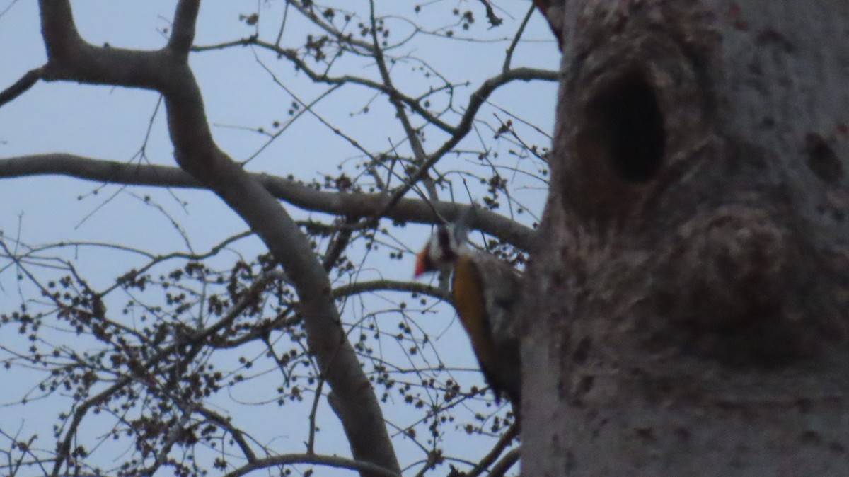 White-naped Woodpecker - ML617749594