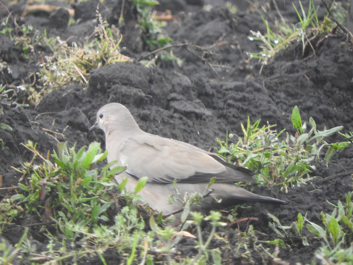 Black-winged Ground Dove - ML617749613