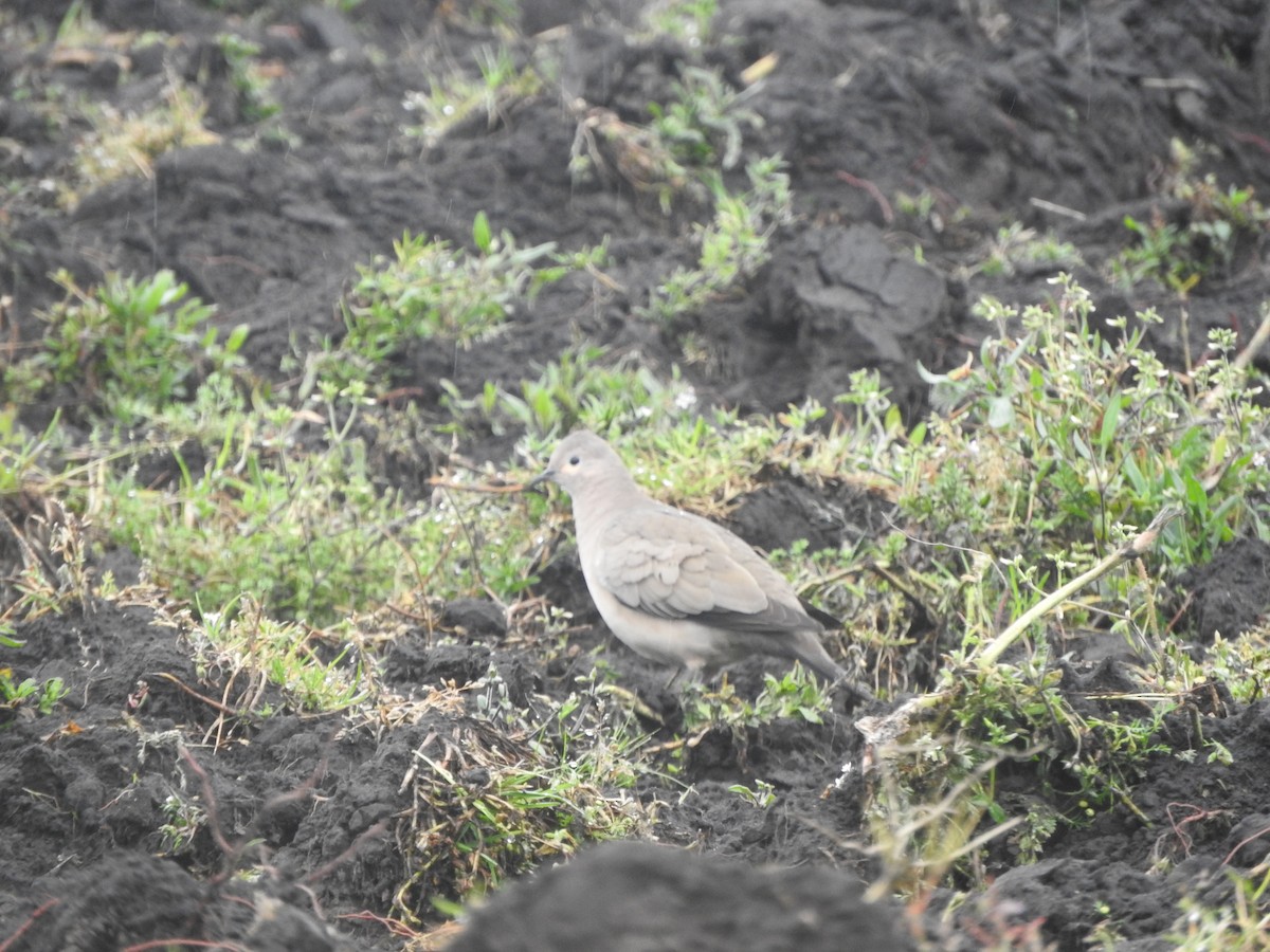 Black-winged Ground Dove - ML617749614