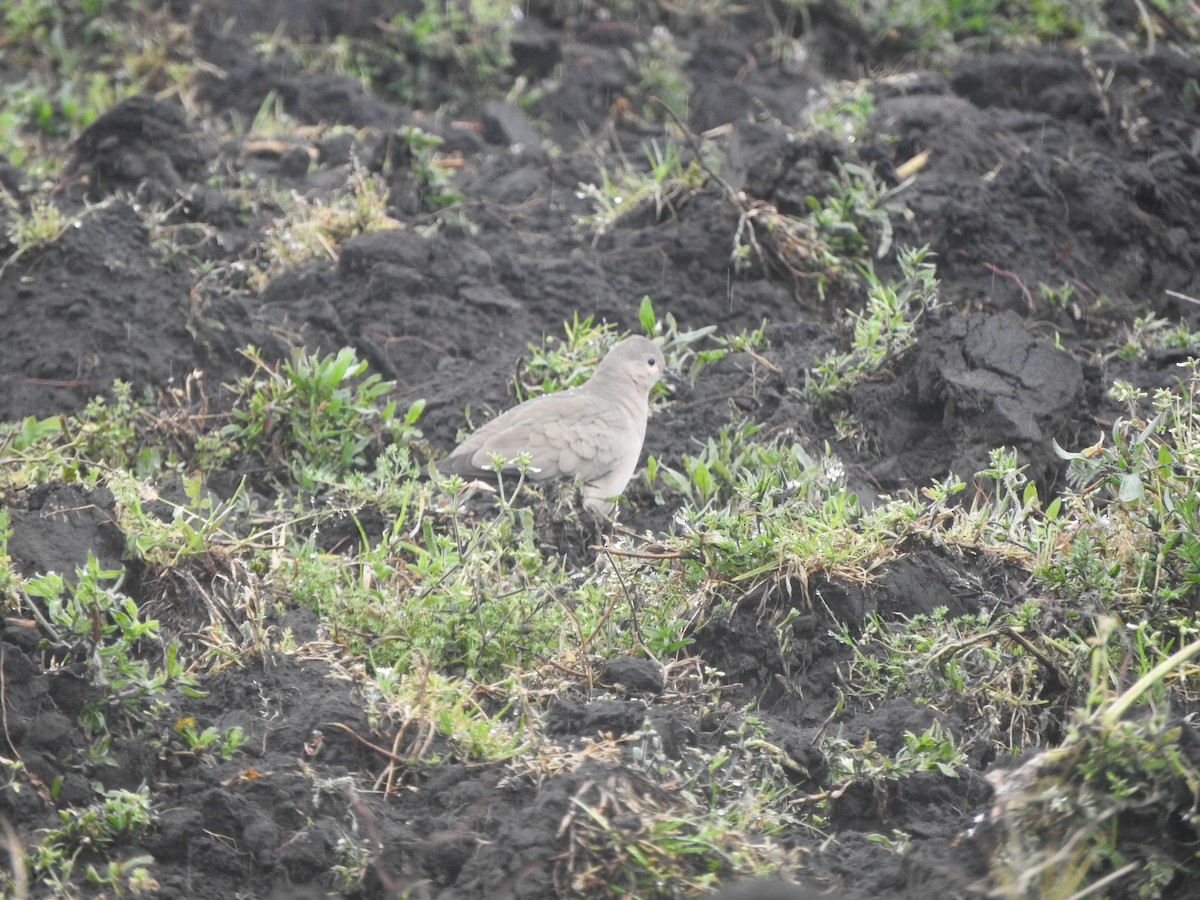 Black-winged Ground Dove - ML617749615