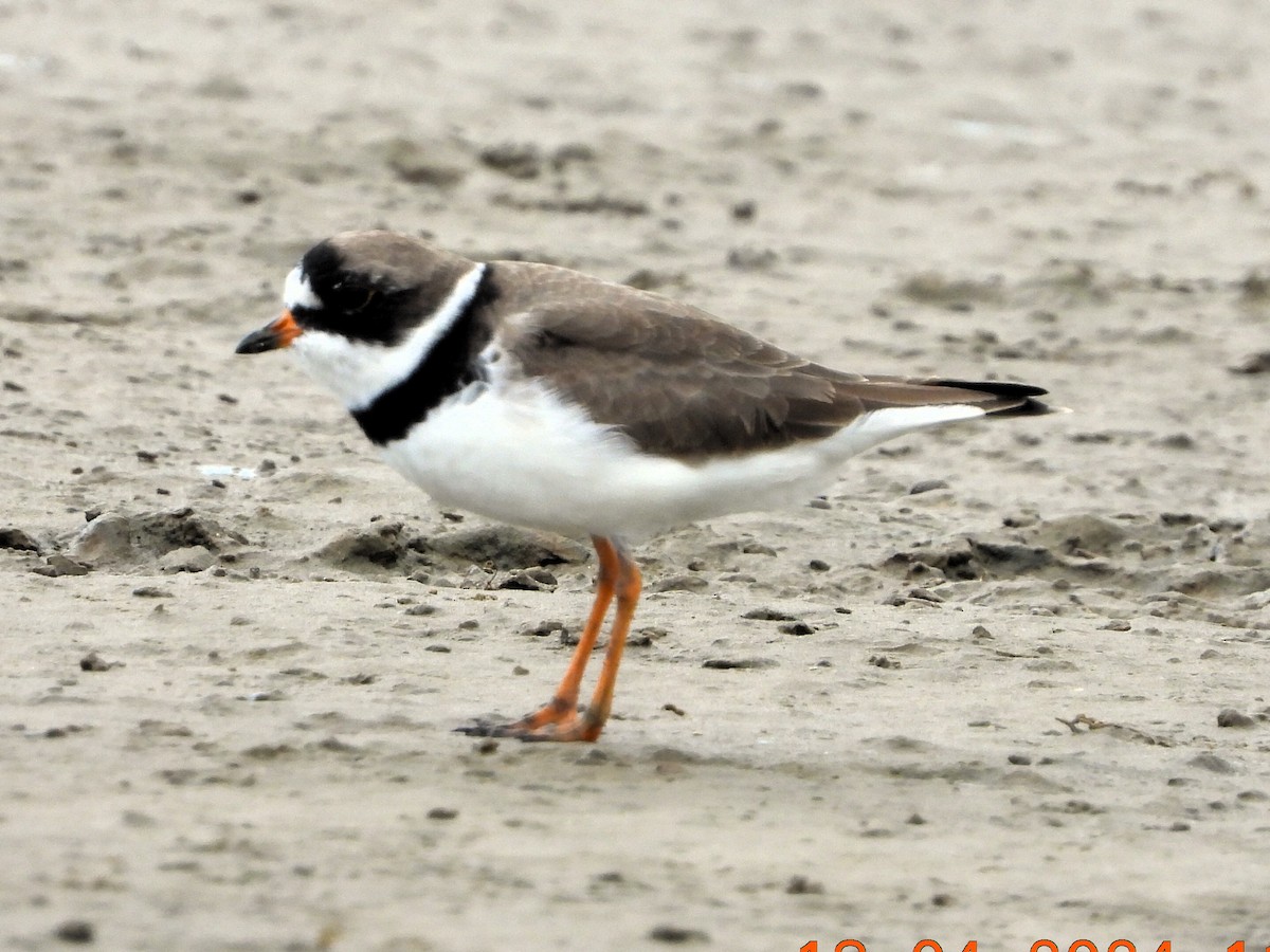 Semipalmated Plover - ML617749617