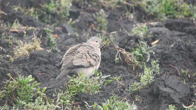 Black-winged Ground Dove - ML617749627