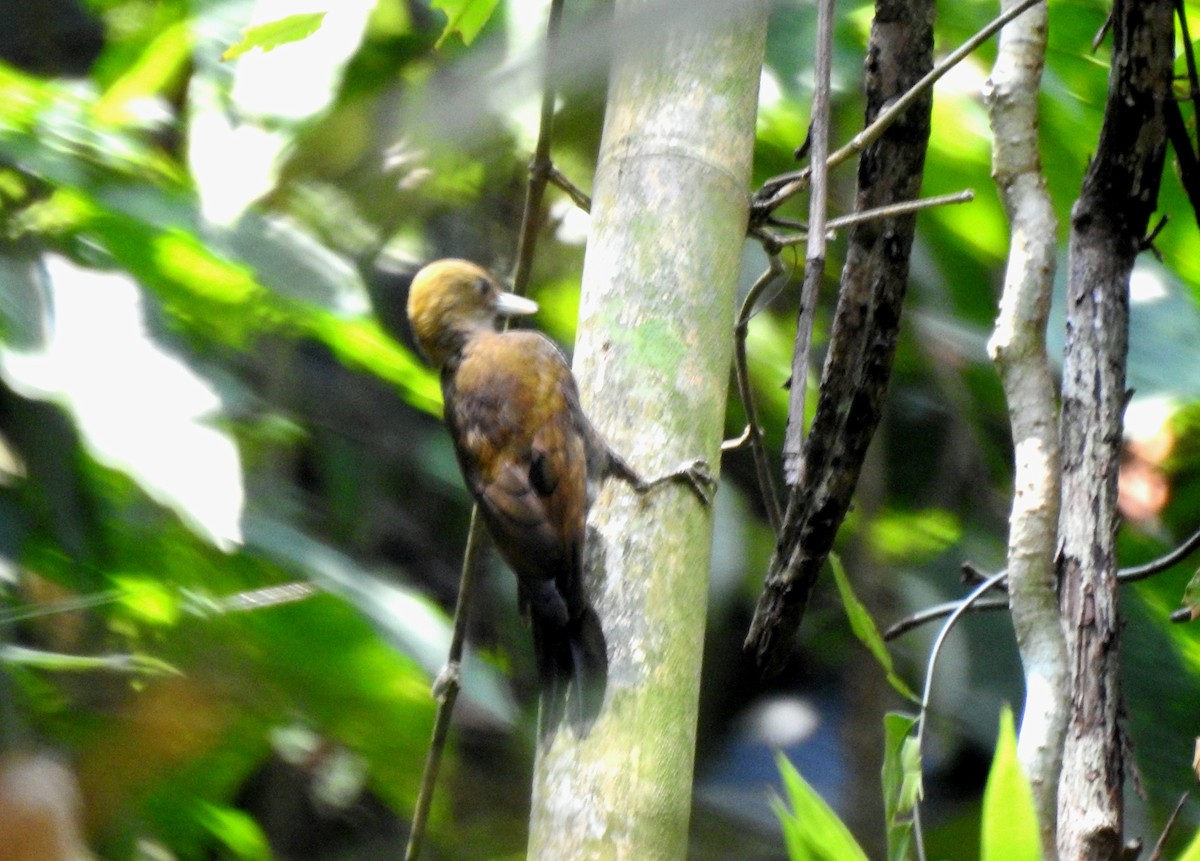 Bamboo Woodpecker - ML617749645