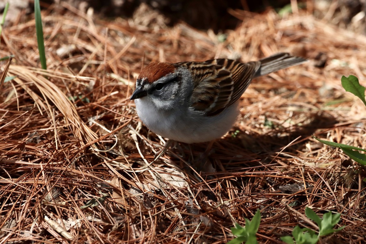 Chipping Sparrow - William Going