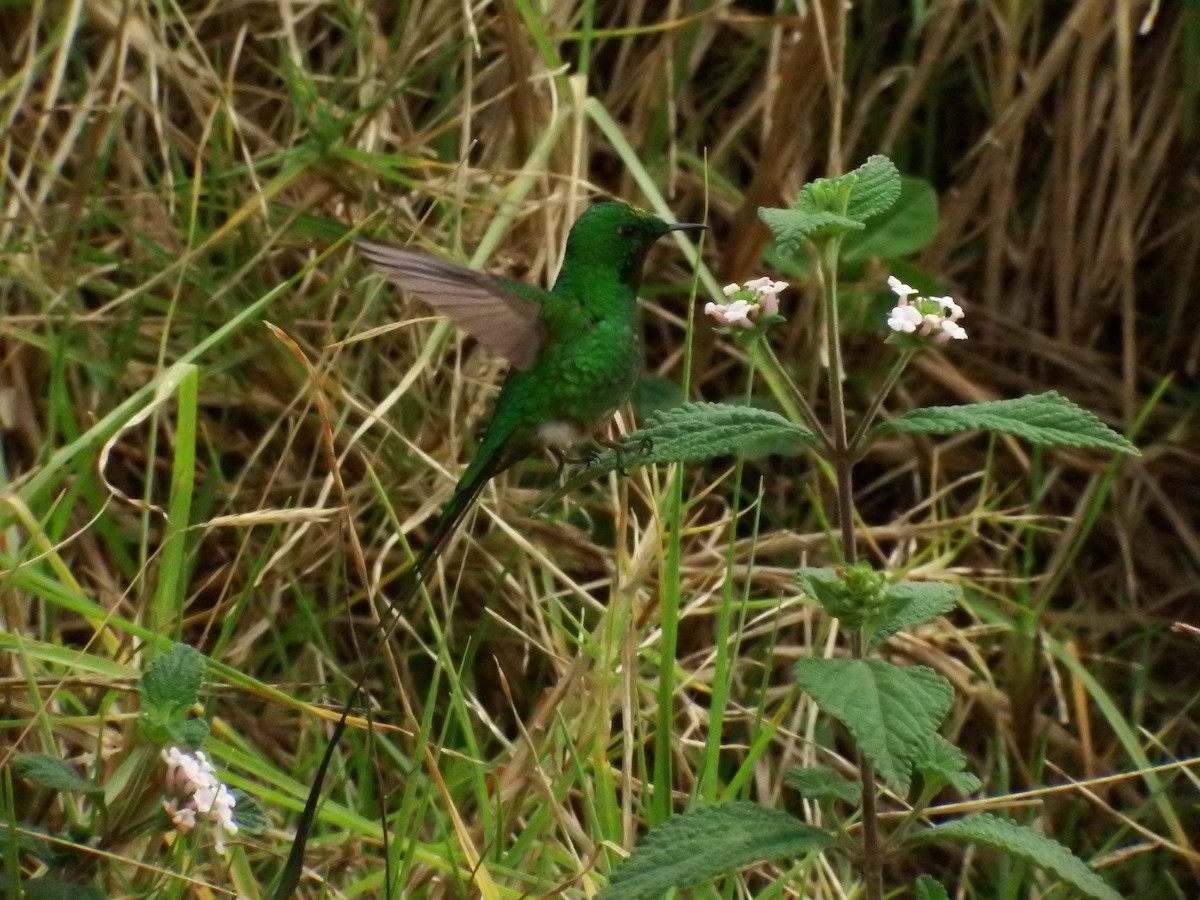 Yeşil Kuyruklu Kolibri - ML617749692
