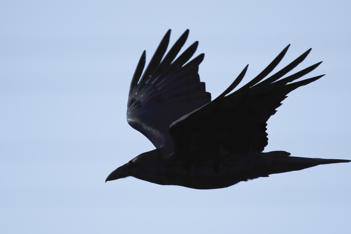 Common Raven - Max Brodie