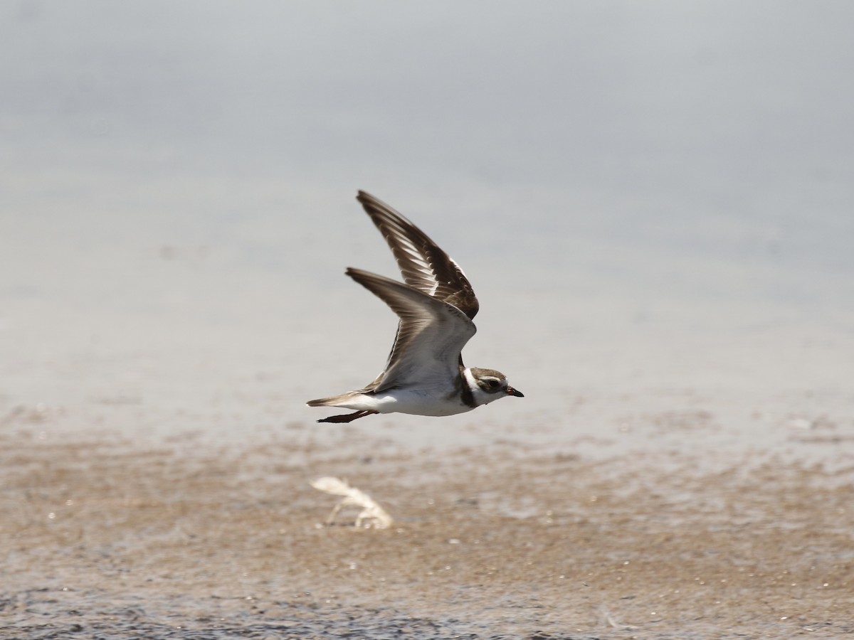 Semipalmated Plover - ML617749897