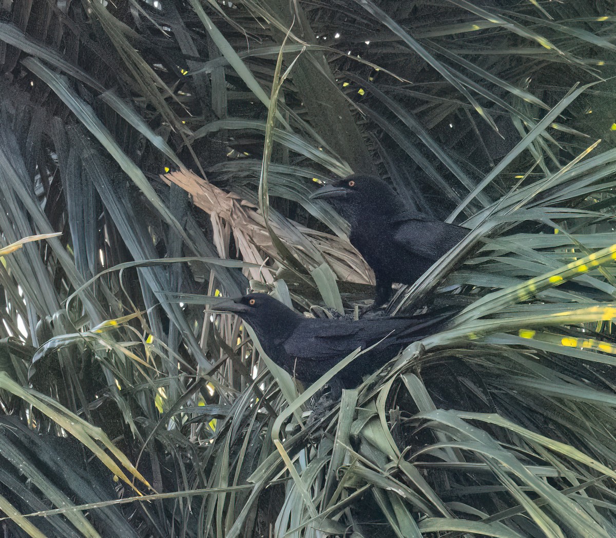 White-necked Crow - ML617749905