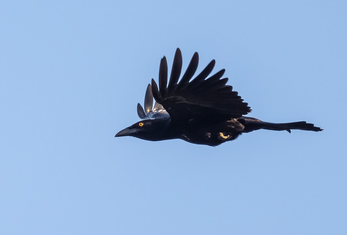 White-necked Crow - ML617749933
