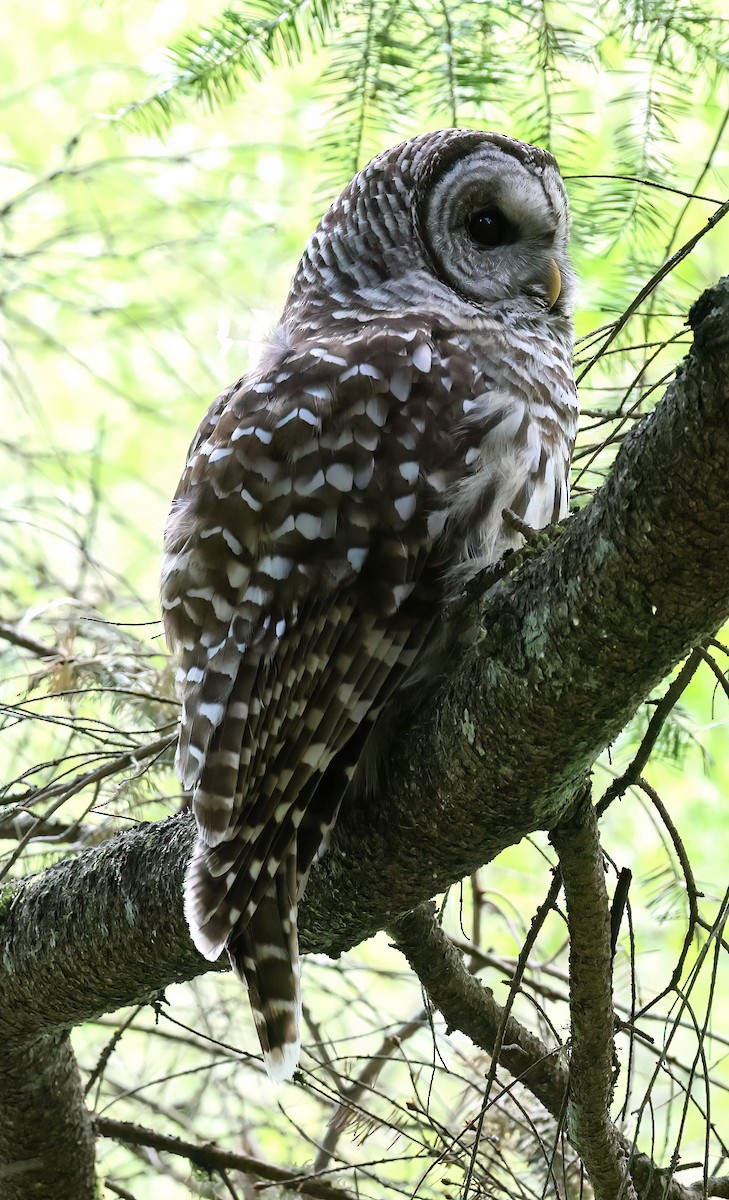 Barred Owl - ML617749981