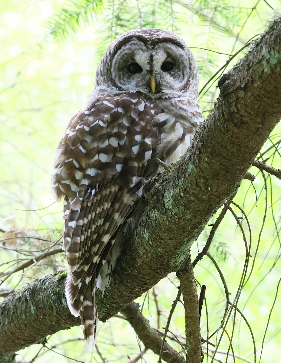 Barred Owl - ML617749982